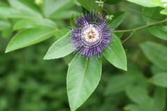 Passiflora edulis